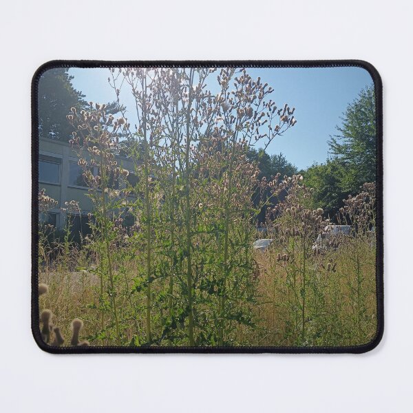 Artikelvorschau, Tall Wild Thistle Plants in Summer Meadow Under Bright Blue Sky entworfen und verkauft von PhuongVoArt.