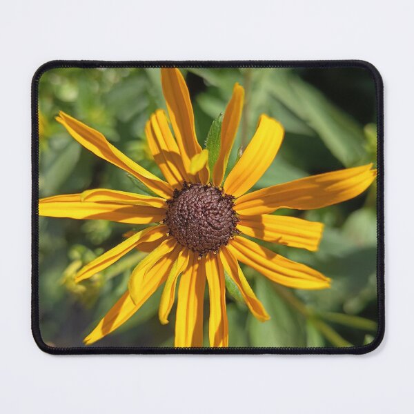 Item preview, Golden Black-Eyed Susan Flower Close-Up in Bright Summer Sunlight designed and sold by PhuongVoArt.