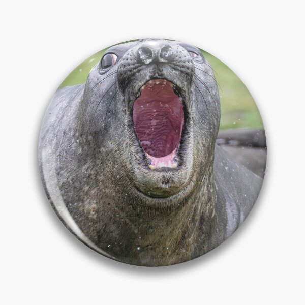 Item preview, Elephant Seal Warning South Georgia Island designed and sold by PhotoArt by Joan Carroll.