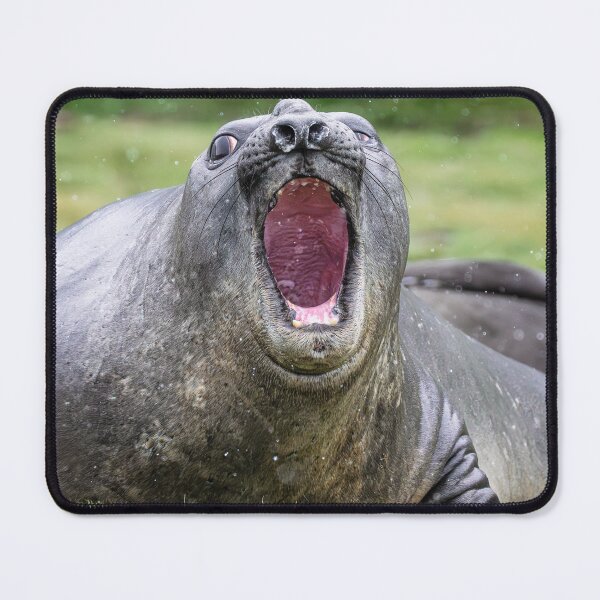 Item preview, Elephant Seal Warning South Georgia Island designed and sold by PhotoArt by Joan Carroll.