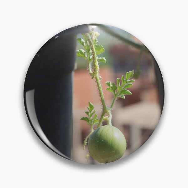 Artikelvorschau, Wassermelonen hängen in der Natur entworfen und verkauft von diaaphotography.