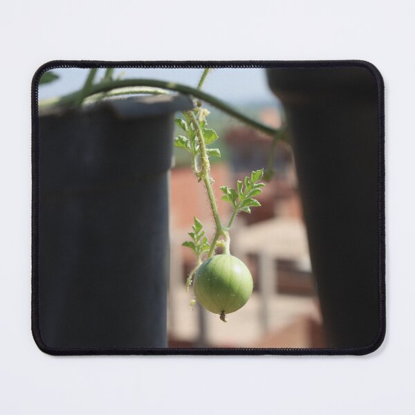 Item preview, Watermelon Fruits Hanging in Nature designed and sold by diaaphotography.