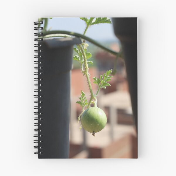 Item preview, Watermelon Fruits Hanging in Nature designed and sold by diaaphotography.