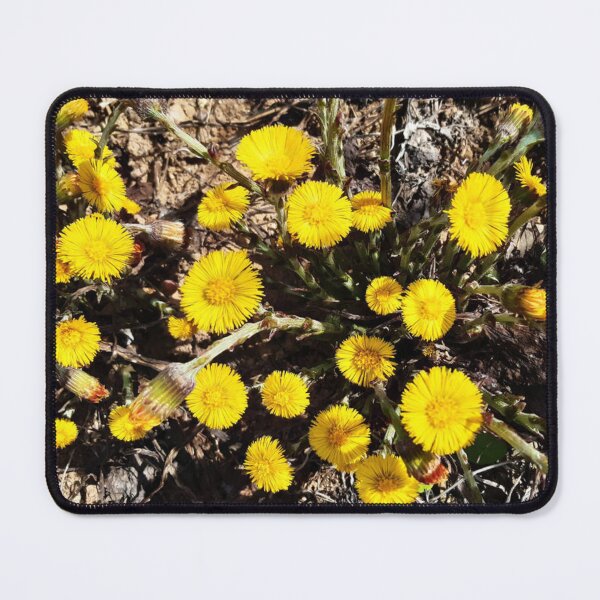 Item preview, Yellow Coltsfoot Flowers in Nature designed and sold by londonartworks.