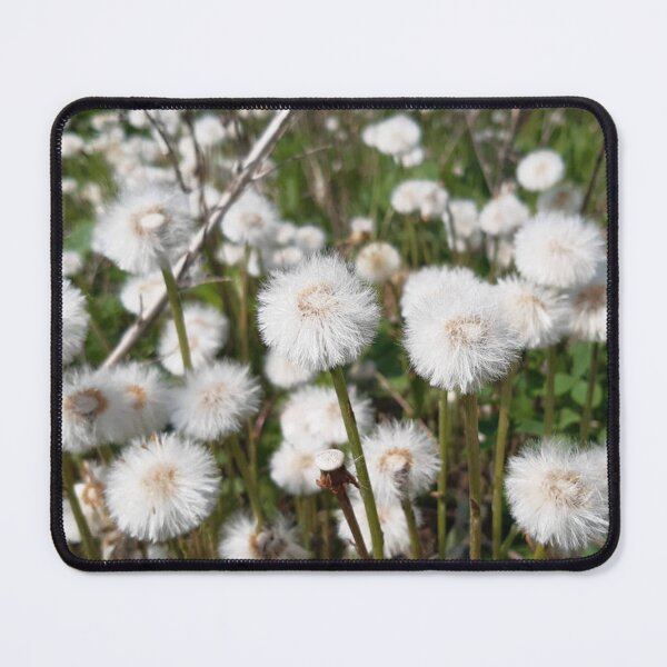 Item preview, Fluffy Seed Heads of Coltsfoot designed and sold by londonartworks.