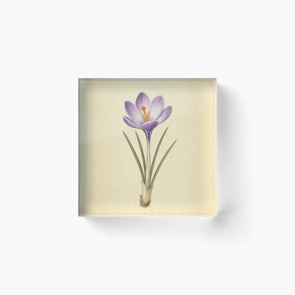 Item preview, Vintage Crocus Botanical Print designed and sold by NuvoraNest.