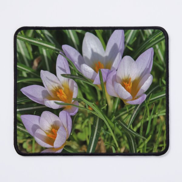 Item preview, Delicate Crocus Flowers in Spring designed and sold by londonartworks.