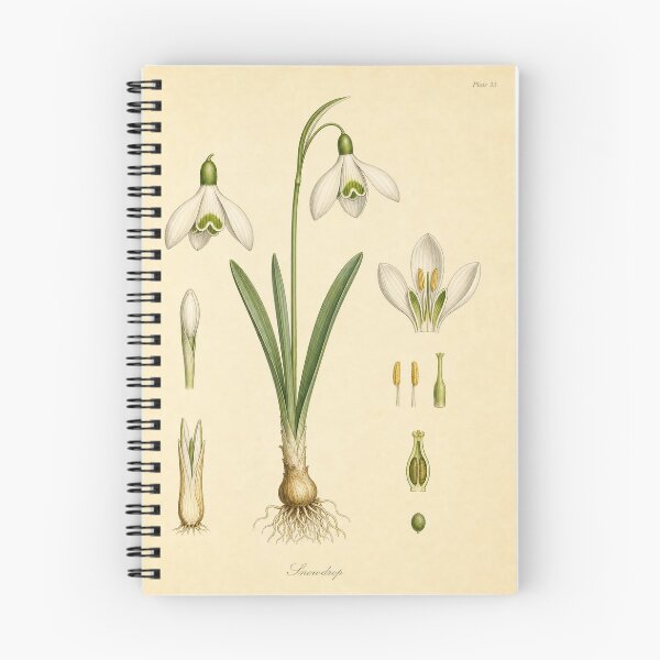 Item preview, Vintage Snowdrop Botanical Diagram designed and sold by NuvoraNest.