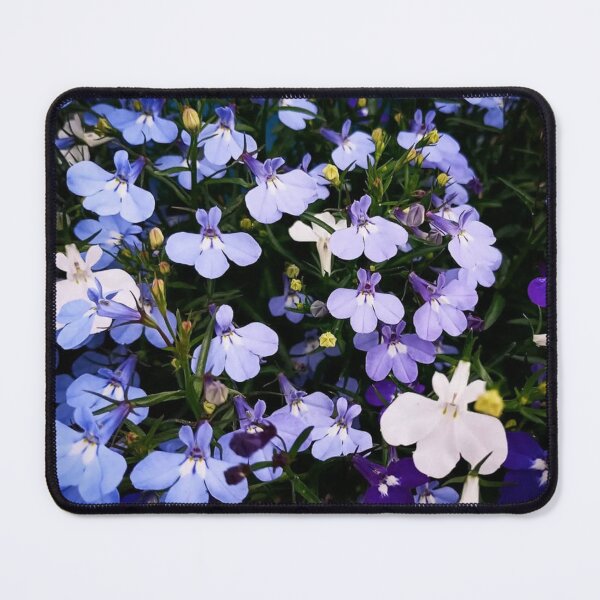 Item preview, A Vibrant Display of Blue and White Lobelia designed and sold by maragretgifts.