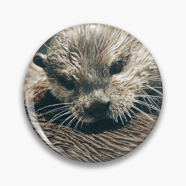 Item preview, Cute Wet Otter Close Up Photography | Adorable Wildlife Animal Wall Art designed and sold by Mypixieart.