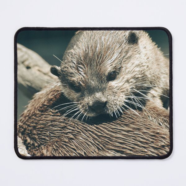 Item preview, Cute Wet Otter Close Up Photography | Adorable Wildlife Animal Wall Art designed and sold by Mypixieart.