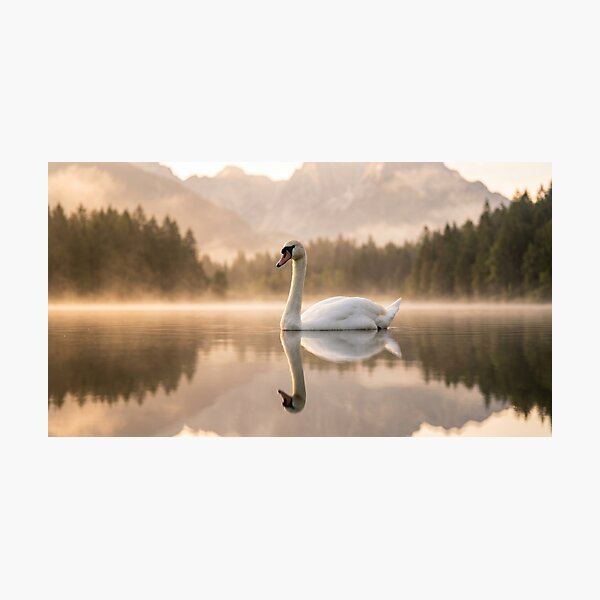 Item preview, Golden Hour Swan on Misty Lake Photography | Elegant Mountain Landscape Wall Art Sunrise designed and sold by Mypixieart.