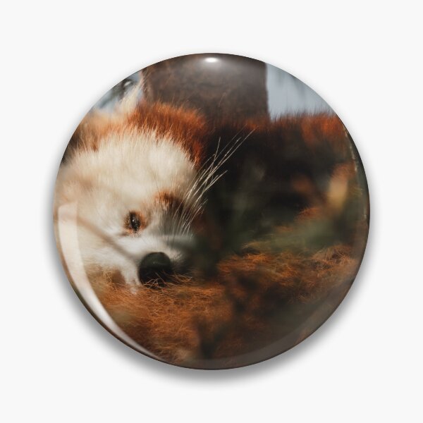 Item preview, Sleeping Red Panda in Tree Photography | Cute Wildlife Forest Wall Art designed and sold by Mypixieart.