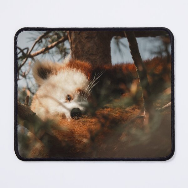 Item preview, Sleeping Red Panda in Tree Photography | Cute Wildlife Forest Wall Art designed and sold by Mypixieart.