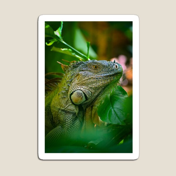 Item preview, Costa Rican Iguana designed and sold by IzzyMeiArt.