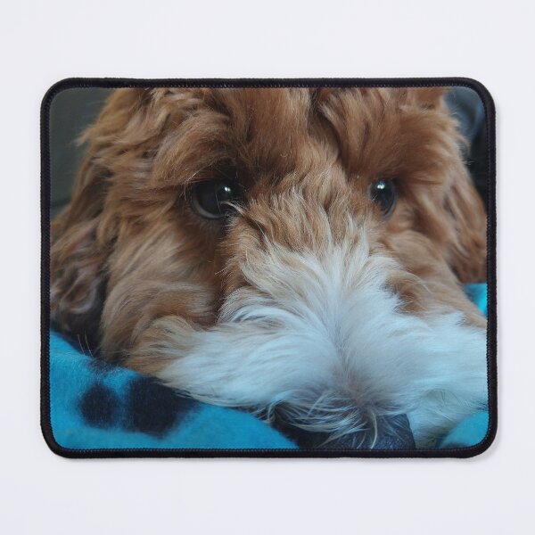 Item preview, Giving puppy dog eyes designed and sold by LifeLookingCloser.
