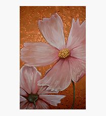 Pink Cosmos Photographic Print