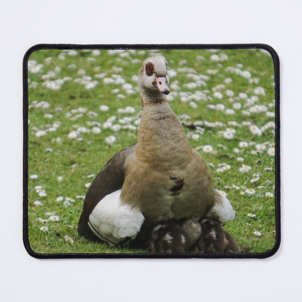 Item preview, Egyptian Goose Mother Caring for Her Chicks designed and sold by pigeonlovrs.