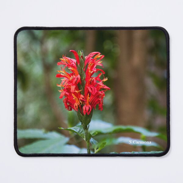 Item preview, Vibrant Red Tropical Flower Closeup - Botanical Nature Photography designed and sold by AuraInkSC.