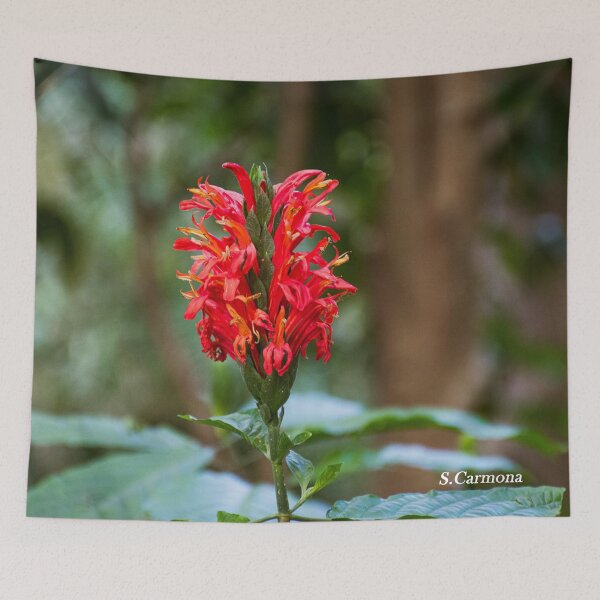 Item preview, Vibrant Red Tropical Flower Closeup - Botanical Nature Photography designed and sold by AuraInkSC.