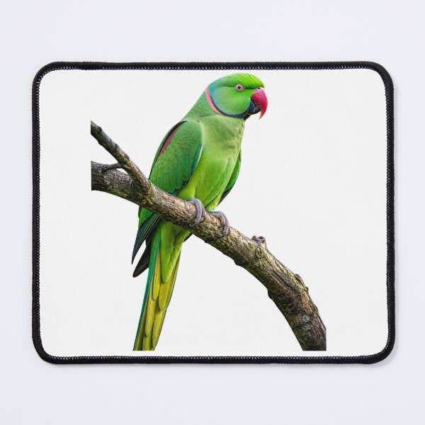 Item preview, Parrot designed and sold by MS GARMENTS.