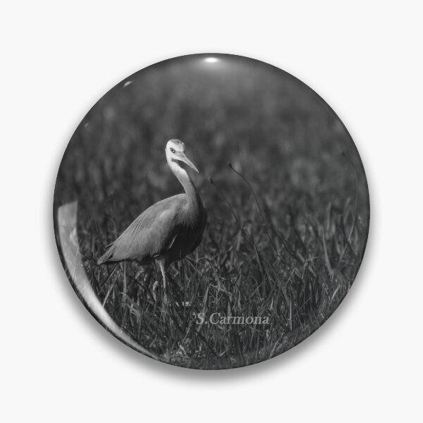 Item preview, White Faced Heron Black and White Bird Photography designed and sold by AuraInkSC.