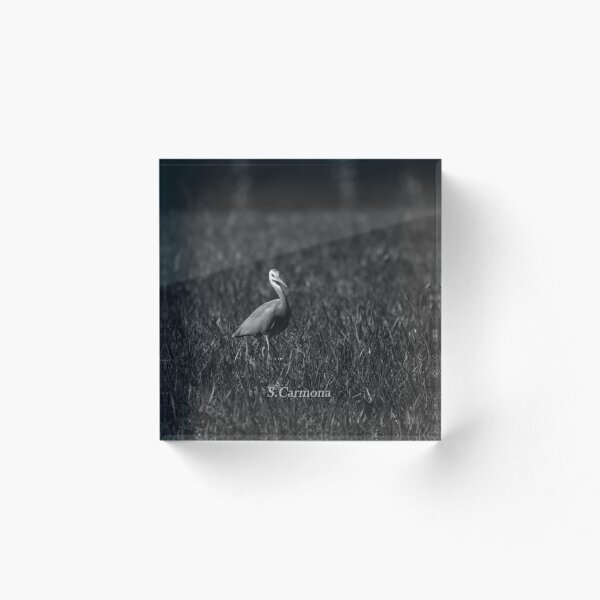 Item preview, White Faced Heron Black and White Bird Photography designed and sold by AuraInkSC.
