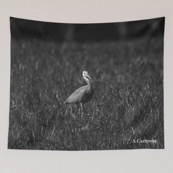Item preview, White Faced Heron Black and White Bird Photography designed and sold by AuraInkSC.