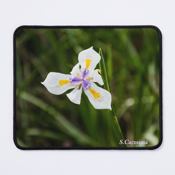 Item preview, White Dietes Grandiflora Wild Iris Botanical Flower Art designed and sold by AuraInkSC.