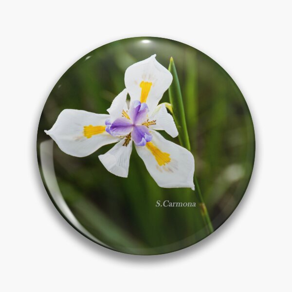 Item preview, White Dietes Grandiflora Wild Iris Botanical Flower Art designed and sold by AuraInkSC.