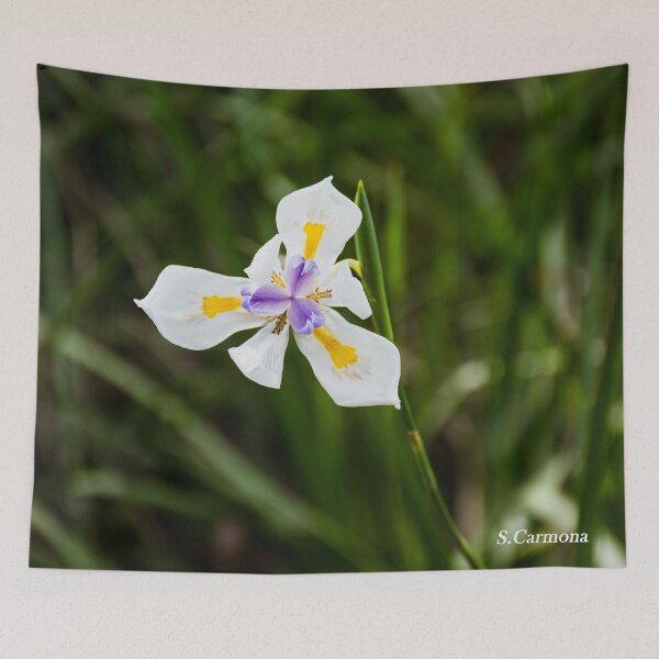 Item preview, White Dietes Grandiflora Wild Iris Botanical Flower Art designed and sold by AuraInkSC.