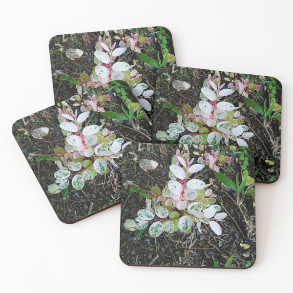 Item preview, Hawaiian Snowbush designed and sold by HJ-Photography.