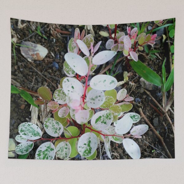 Item preview, Hawaiian Snowbush designed and sold by HJ-Photography.