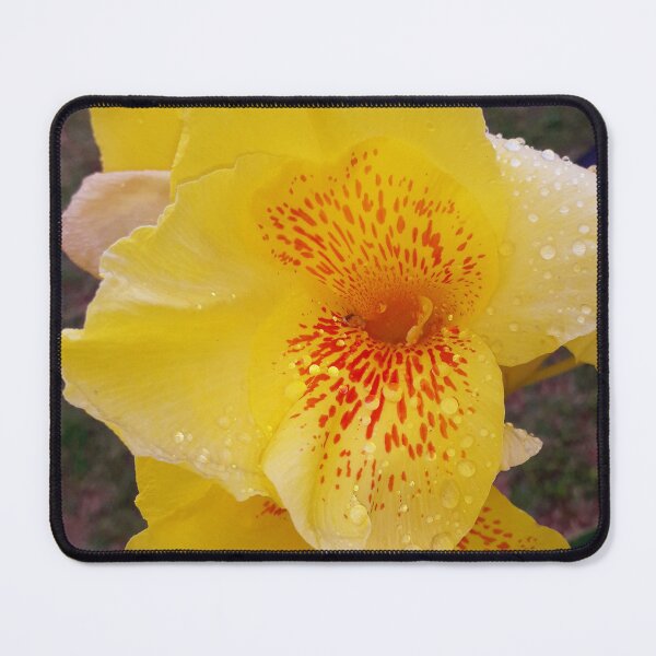 Item preview, Canna Lily designed and sold by HJ-Photography.