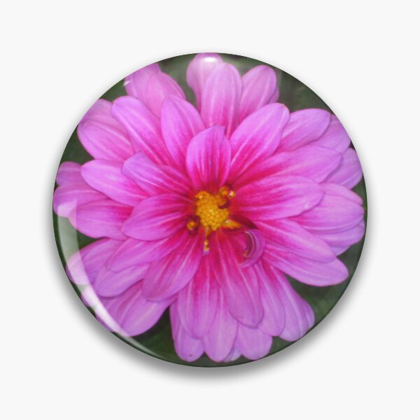 Item preview, Pink Dahlia Zinging and Singing to the Sun designed and sold by JoyousArt4u.