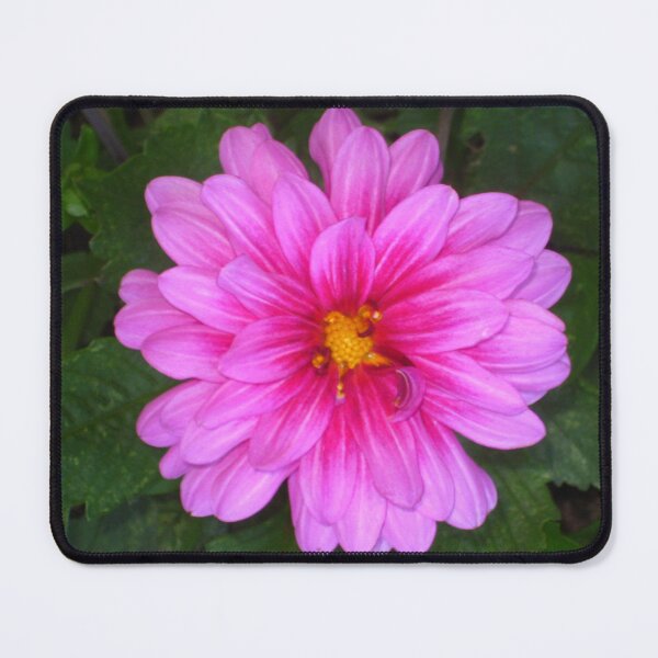 Item preview, Pink Dahlia Zinging and Singing to the Sun designed and sold by JoyousArt4u.