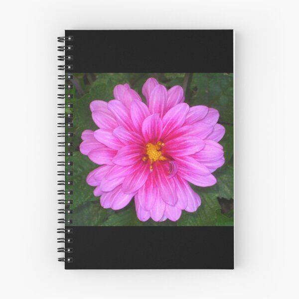 Item preview, Pink Dahlia Zinging and Singing to the Sun designed and sold by JoyousArt4u.