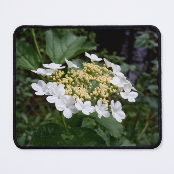 Item preview, The wild one.Guelder rose designed and sold by Jouko Lehto Photography.