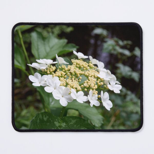Item preview, By the river. Guelder rose designed and sold by Jouko Lehto Photography.