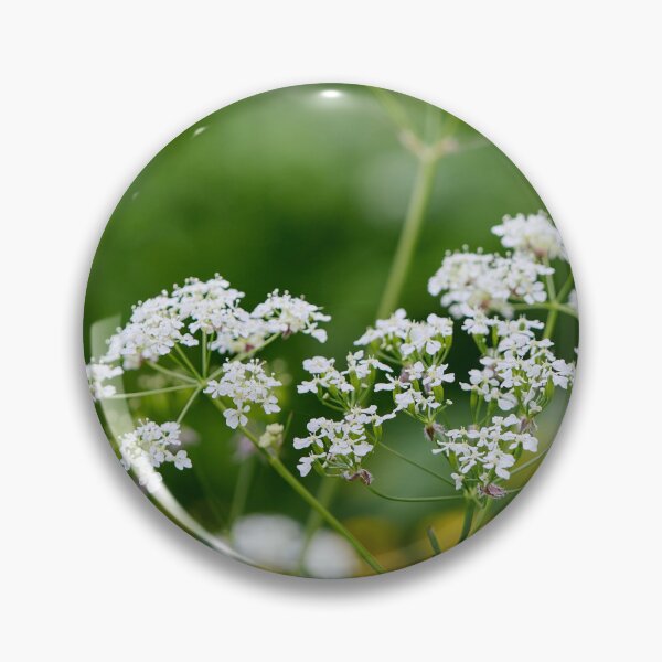 Item preview, Wild chervil . Cow Parsley designed and sold by Jouko Lehto Photography.