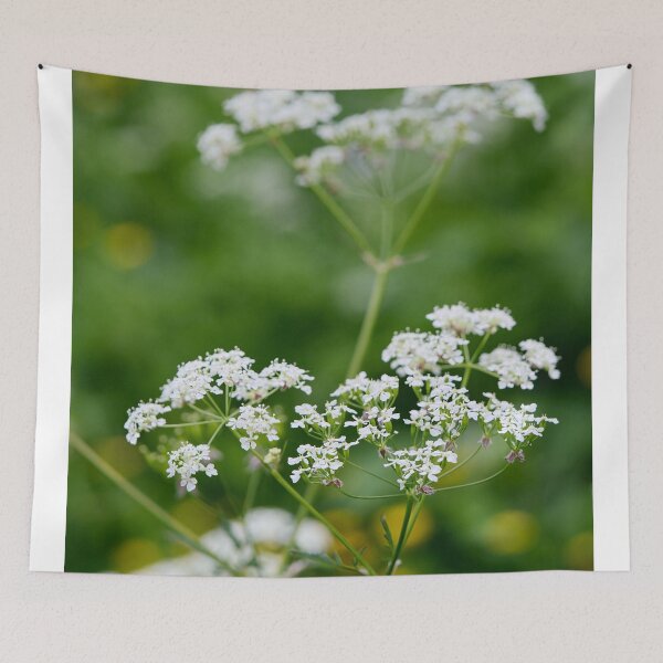 Item preview, Wild chervil . Cow Parsley designed and sold by Jouko Lehto Photography.