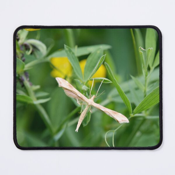 Item preview, Strange. Yarrow Plume designed and sold by Jouko Lehto Photography.