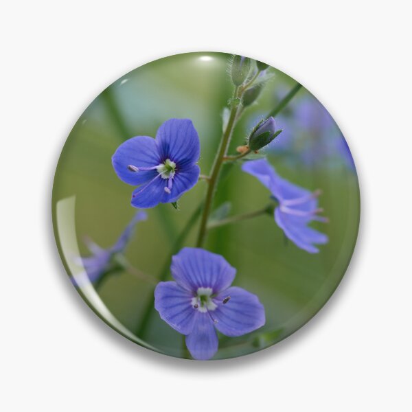 Item preview, Small and blue. Germander Speedwell designed and sold by Jouko Lehto Photography.