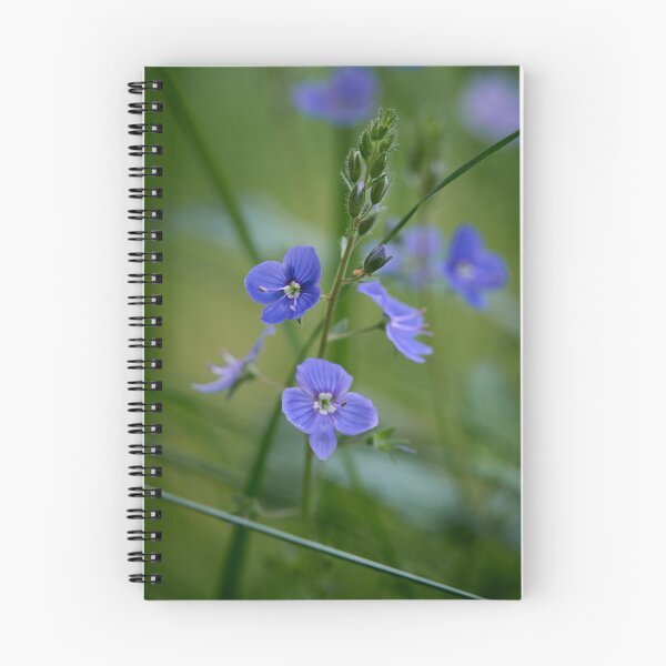 Item preview, Small and blue. Germander Speedwell designed and sold by Jouko Lehto Photography.