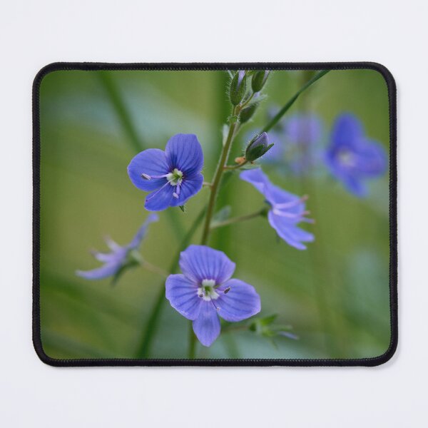 Item preview, Small and blue. Germander Speedwell designed and sold by Jouko Lehto Photography.
