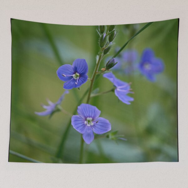 Item preview, Small and blue. Germander Speedwell designed and sold by Jouko Lehto Photography.