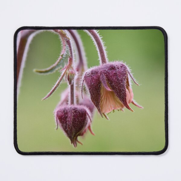 Item preview, The balls. Water Avens designed and sold by Jouko Lehto Photography.