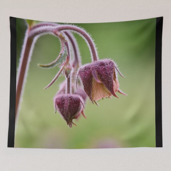 Item preview, The balls. Water Avens designed and sold by Jouko Lehto Photography.