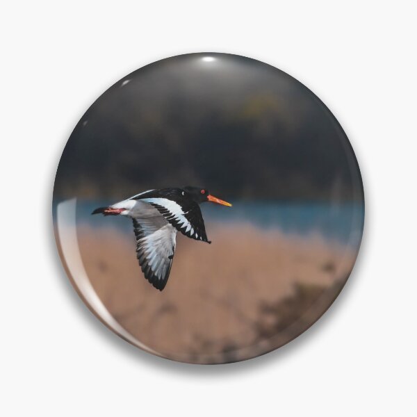Item preview, Oyster catcher in flight designed and sold by noahjpphotos.