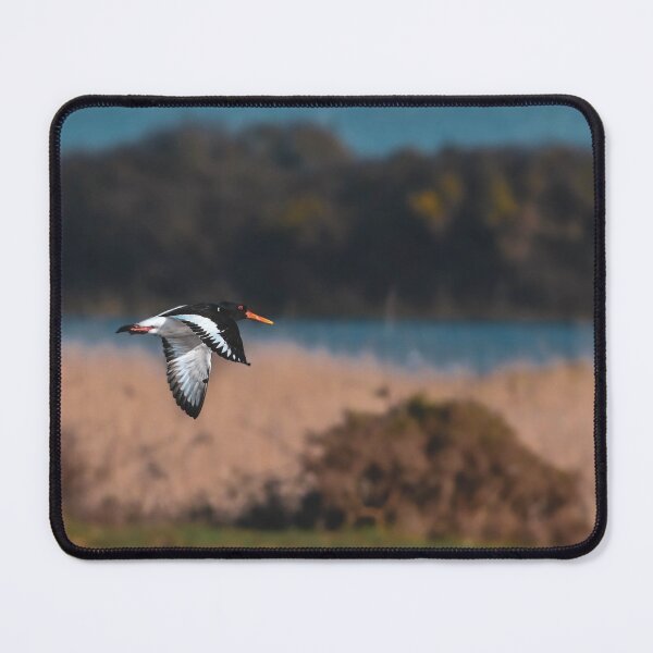 Item preview, Oyster catcher in flight designed and sold by noahjpphotos.